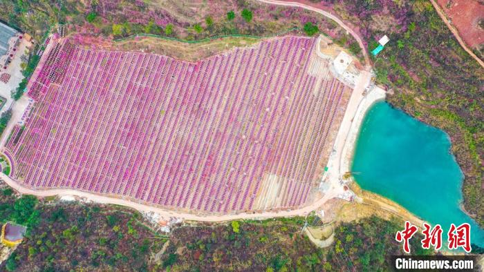 灼灼桃花惹人醉?！㈡?攝