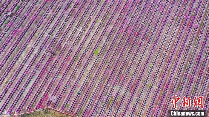 桃花和酒壇相映成趣?！㈡?攝