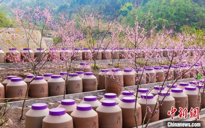 桃花和酒壇相映成趣?！∫足?攝