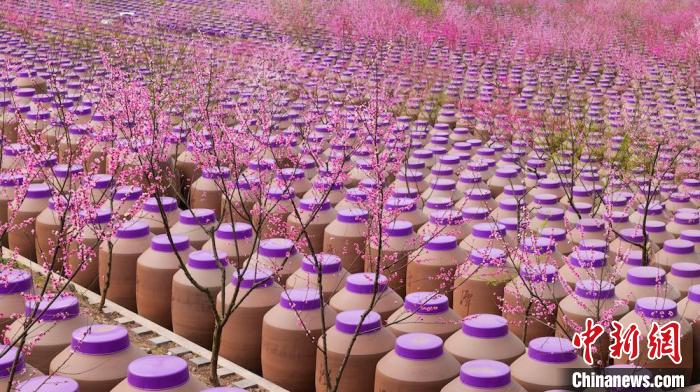 桃花和酒壇相映成趣?！∫足?攝