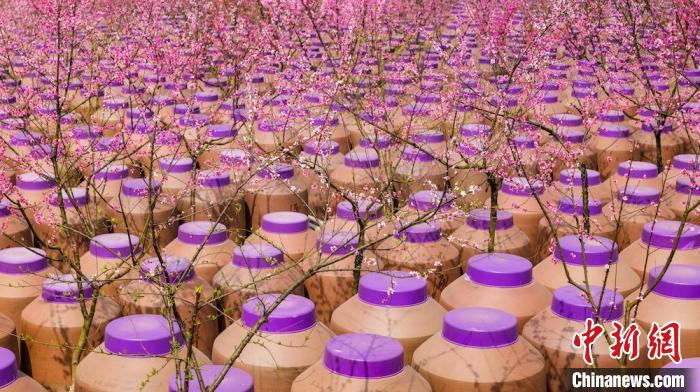 桃花和酒壇相映成趣。　易銘 攝