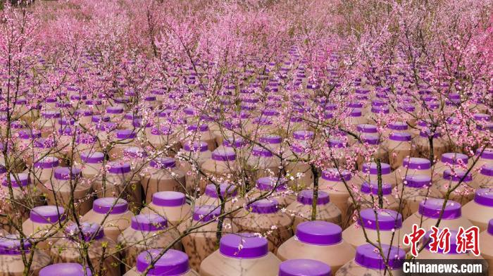 灼灼桃花惹人醉?！∫足?攝