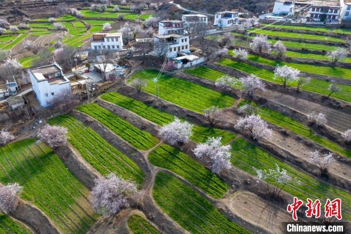 白松鎮(zhèn)層層麥田綠意盎然，與桃林構成一幅美麗的鄉(xiāng)村畫卷。　劉忠俊 攝
