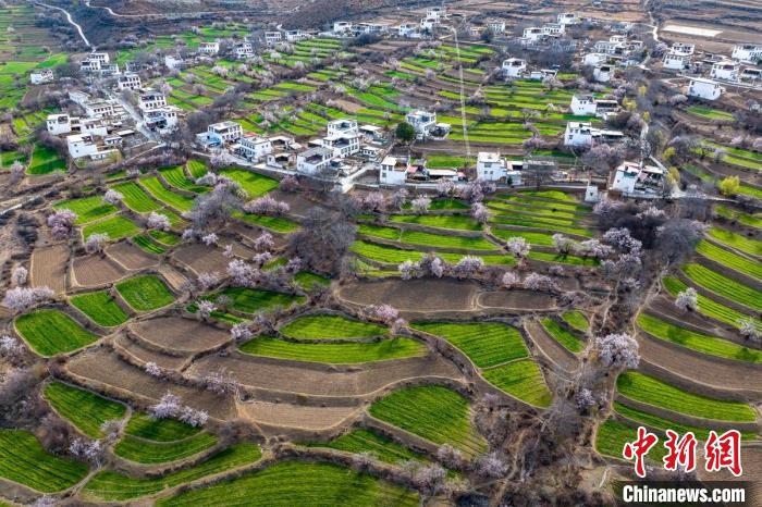 白松鎮(zhèn)桃花林中的白藏房?！⒅铱?攝