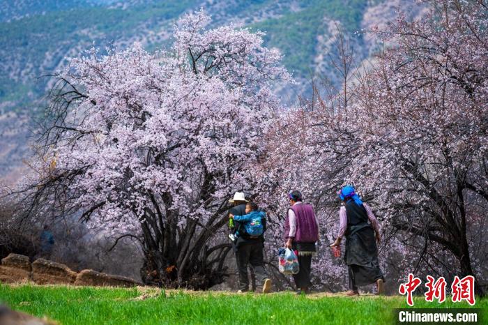 行走在麥田和桃樹下的白松鎮(zhèn)村民?！⒅铱?攝
