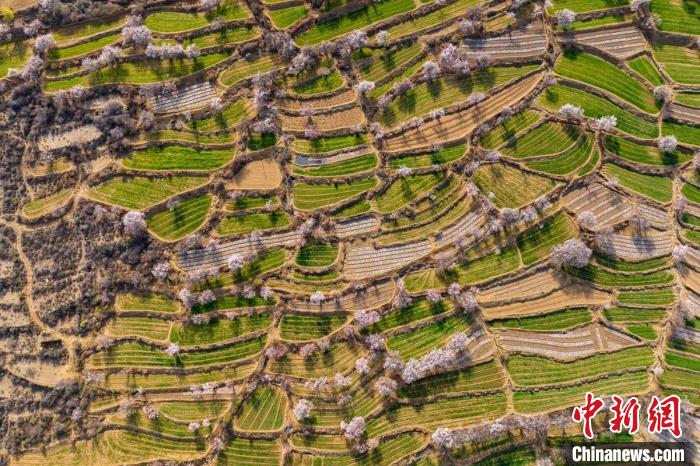 空中俯瞰得榮縣白松鎮(zhèn)的高山麥田和桃林?！⒅铱?攝