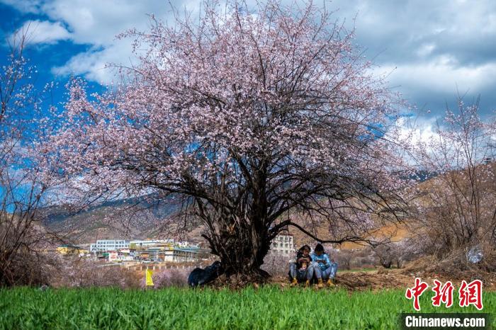 桃花樹下兩名女孩正在玩手機?！⒅铱?攝