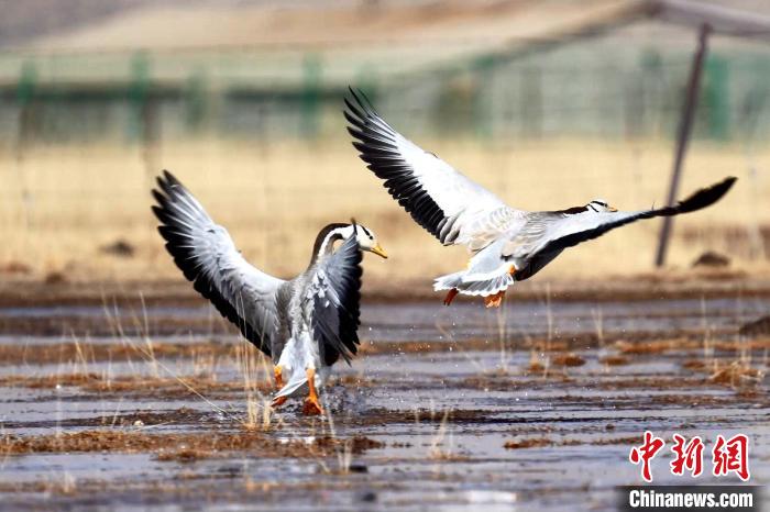圖為斑頭雁嬉戲飛翔?！“?攝