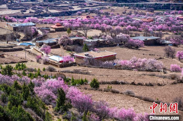 道孚麻灣村房前屋后的杏花繞村怒放。　何行銘 攝