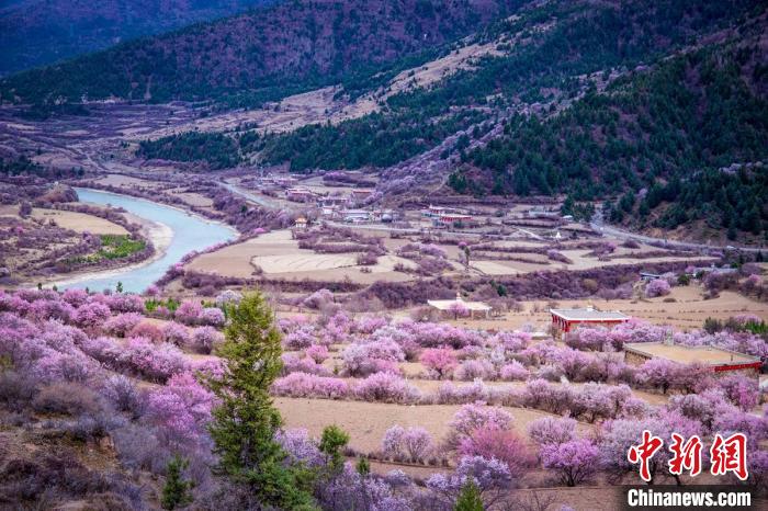 道孚縣麻灣村上千株盛開的杏花將鄉(xiāng)村裝點一新?！『涡秀?攝