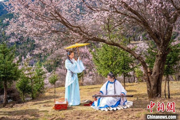道孚杏花樹下的游客們?！√K銳 攝