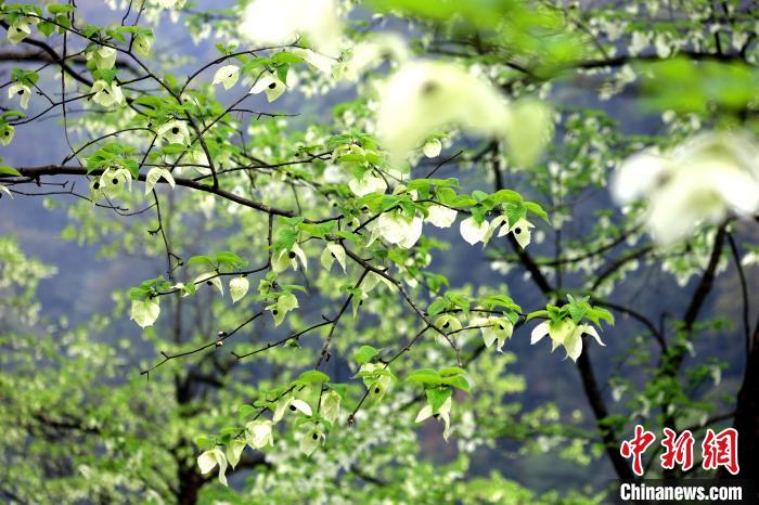 珙桐在春末夏初之際開花，花期較短。　呂楊 攝