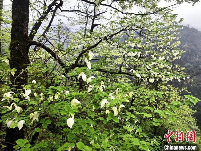 山谷兩側(cè)高大繁茂的珙桐樹?！螚?攝