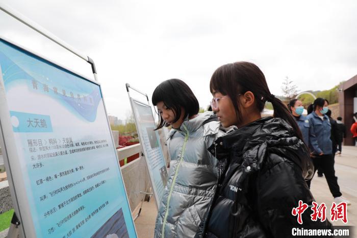 圖為學(xué)生通過(guò)展板了解青海常見(jiàn)鳥(niǎo)類?！●R銘言 攝