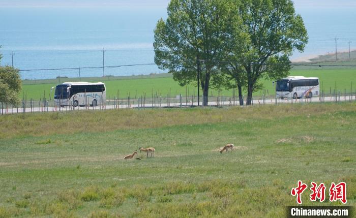 圖為成群普氏原羚在草場上愜意覓食，悠閑自在?！●R銘言 攝