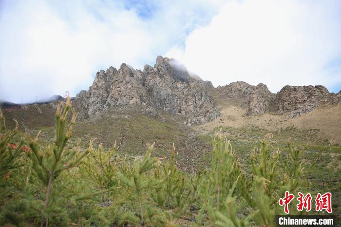 圖為拉薩南北山綠化工程拉薩曲水縣才納村5號(hào)片區(qū)?！∝暣_ 攝