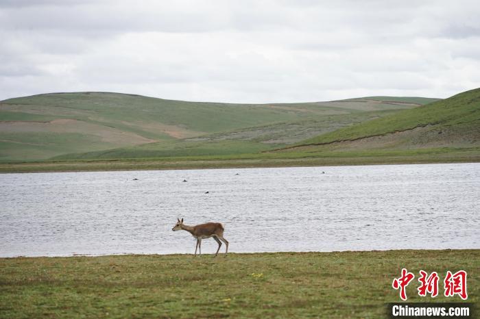 圖為藏原羚在扎陵湖岸畔悠閑漫步?！●R銘言 攝