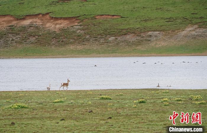 圖為藏原羚在扎陵湖岸畔悠閑漫步。　馬銘言 攝