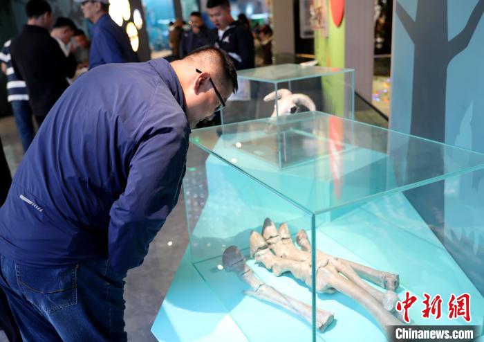 圖為臺(tái)商在祁連山國(guó)家公園生態(tài)科普館內(nèi)觀看標(biāo)本?！⊙Φ?攝