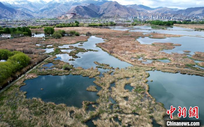圖為拉薩拉魯濕地。(無人機照片) 李林 攝
