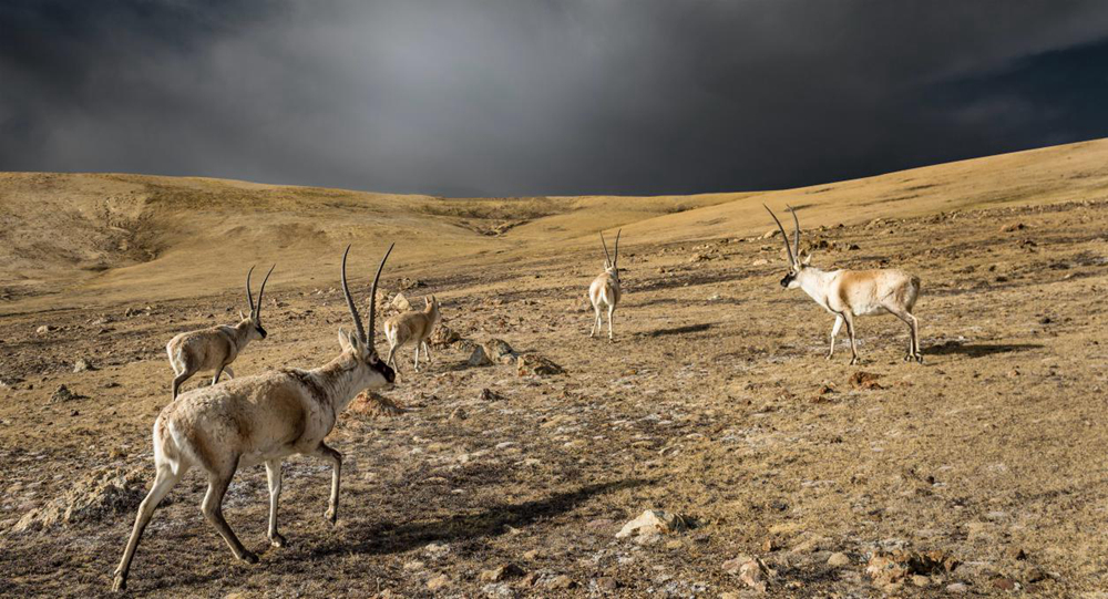 “高原精靈”藏羚羊。尼瑪多吉攝