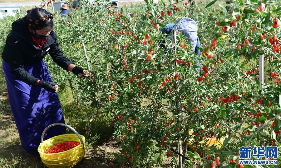 (脫貧攻堅)(1)西藏白朗:發(fā)展枸杞產(chǎn)業(yè)促進(jìn)村民增收