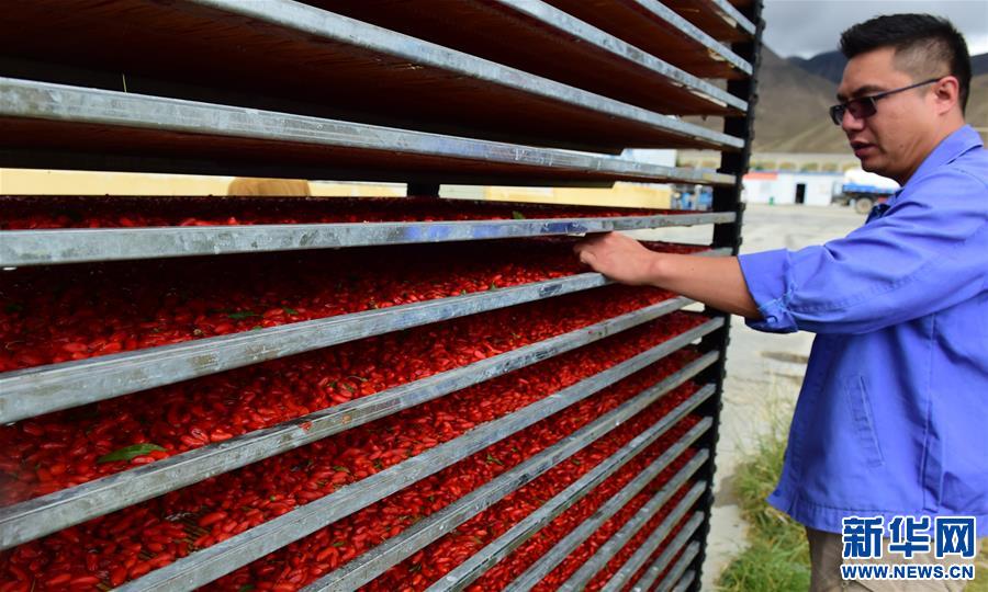 (脫貧攻堅)(2)西藏白朗:發(fā)展枸杞產(chǎn)業(yè)促進(jìn)村民增收