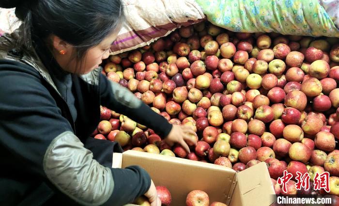 圖為通麥村村民巴桑拉姆精心挑選蘋果進(jìn)行裝箱?！∝暽＠?攝