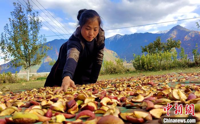 圖為通麥村村民巴桑拉姆晾曬切片蘋果。　貢桑拉姆 攝