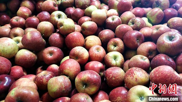 圖為通麥村村民巴桑拉姆家待裝箱的蘋果?！∝暽＠?攝