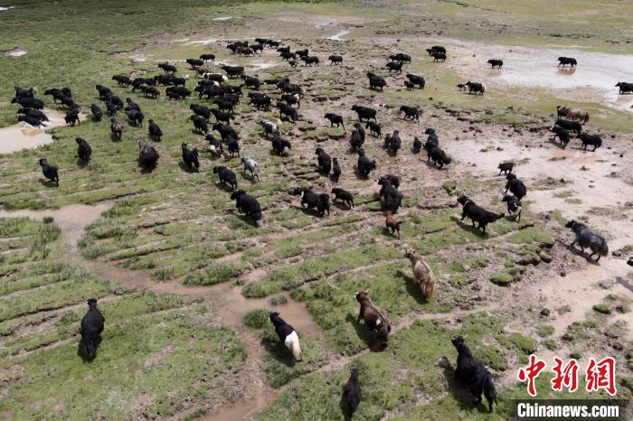 近年來，那曲市班戈縣推行村級牧業(yè)經(jīng)濟(jì)合作社，牧民們將牛羊及草場作為股份加入合作社，部分牧民開始從事旅游服務(wù)、服裝加工及運(yùn)輸?shù)刃袠I(yè)，收入逐年提高。圖為8月3日，班戈縣的牦牛群在一片草原濕地中覓食(資料圖)?！〗w波 攝