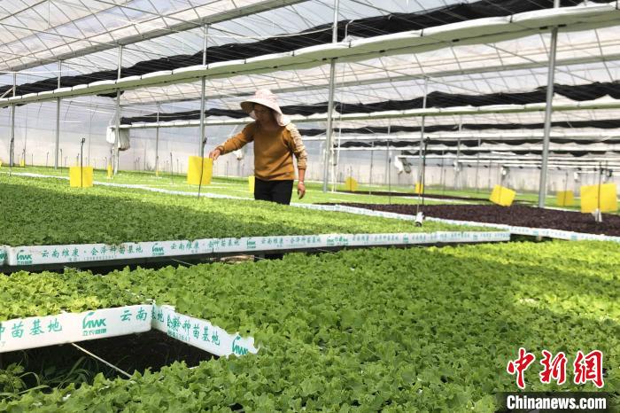 圖為會澤現(xiàn)代化農(nóng)業(yè)產(chǎn)業(yè)扶貧基地內(nèi)，貧困戶成為了產(chǎn)業(yè)工人?！】姵?攝