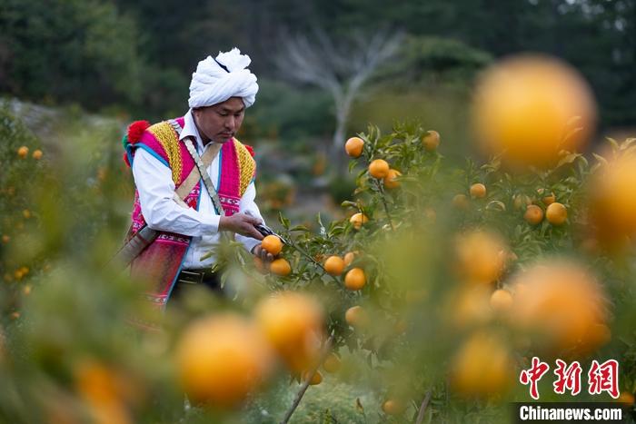 1月29日，京都村村民在柑橘園中采摘柑橘。<a target='_blank' ><p  align=