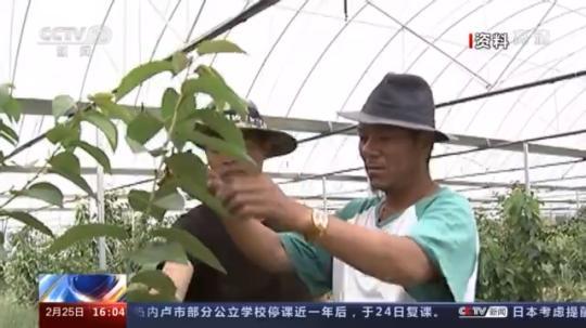 種蘑菇、養(yǎng)駱駝...。。特色產(chǎn)業(yè)助力鄉(xiāng)村振興走新路