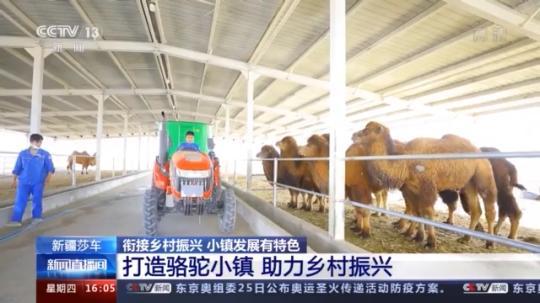 種蘑菇、養(yǎng)駱駝...。。特色產(chǎn)業(yè)助力鄉(xiāng)村振興走新路