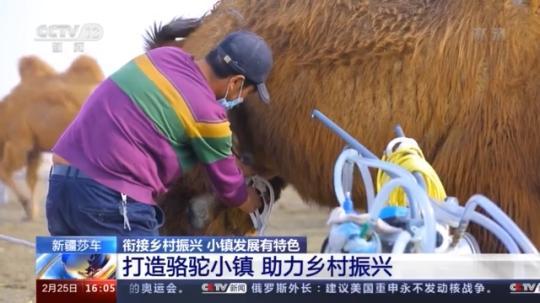 種蘑菇、養(yǎng)駱駝...。。特色產(chǎn)業(yè)助力鄉(xiāng)村振興走新路