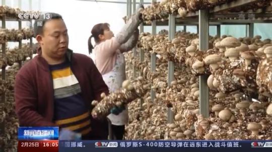 種蘑菇、養(yǎng)駱駝...。。特色產(chǎn)業(yè)助力鄉(xiāng)村振興走新路