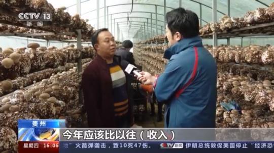 種蘑菇、養(yǎng)駱駝...。。特色產(chǎn)業(yè)助力鄉(xiāng)村振興走新路