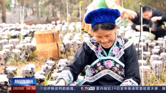 種蘑菇、養(yǎng)駱駝...。。特色產(chǎn)業(yè)助力鄉(xiāng)村振興走新路