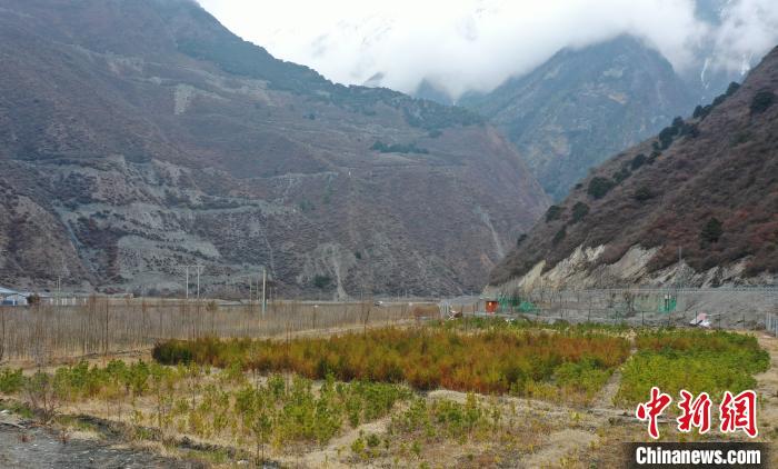 【幸?；ㄩ_新邊疆】山南隆子縣藏族小伙的“綠色夢想”