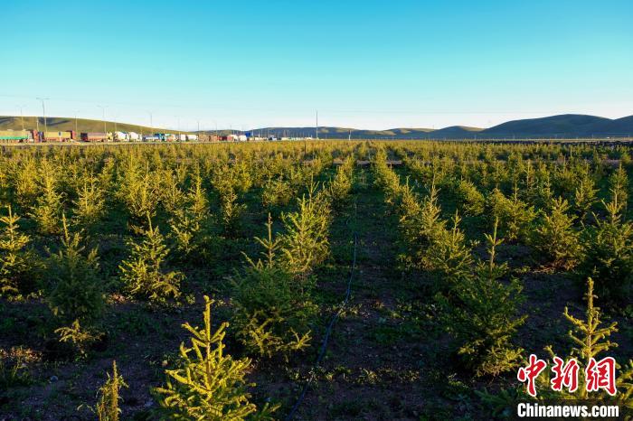 圖為科技團(tuán)隊在海拔4500米的西藏那曲種出“小森林”，其中超過7成成功越過5個冬天?！〗w波 攝