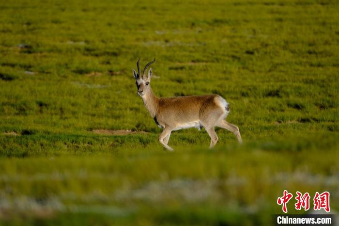 圖為西藏納木錯湖邊的藏原羚休閑覓食?！〗w波 攝