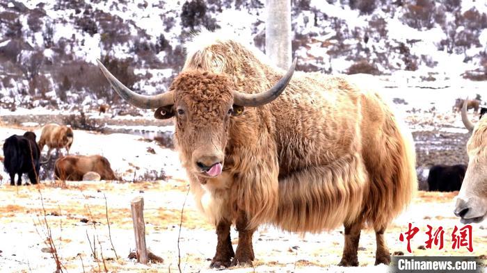 圖為角木那村生態(tài)散養(yǎng)的牦牛。　巴桑曲扎 　攝