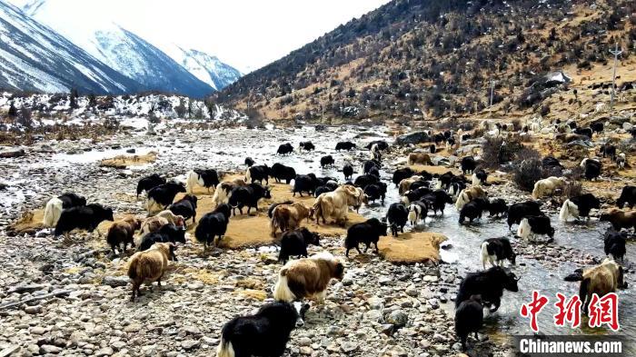 圖為角木那村生態(tài)散養(yǎng)的牦牛正在覓食?！『槿艉?攝