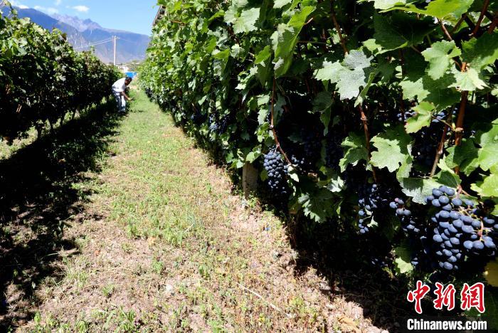 昌都芒康縣依托“兩江流域”干熱河谷地帶地理優(yōu)勢(shì)將康巴蜜橘、蘋果、甜石榴、葡萄、蜜桃等經(jīng)濟(jì)林木種植?！〔际忻⒖悼h委宣傳部供圖