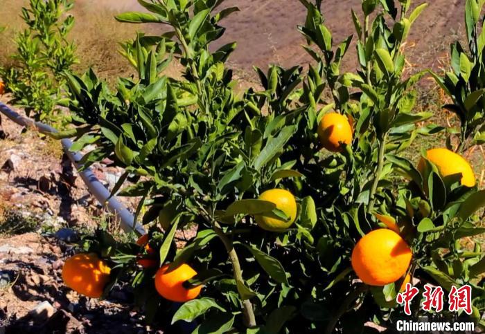 昌都芒康縣依托“兩江流域”干熱河谷地帶地理優(yōu)勢(shì)將康巴蜜橘、蘋果、甜石榴、葡萄、蜜桃等經(jīng)濟(jì)林木種植?！〔际忻⒖悼h委宣傳部供圖