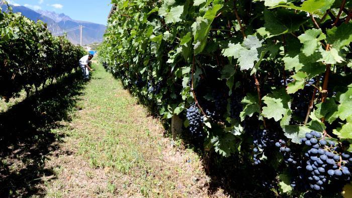 昌都芒康縣依托“兩江流域”干熱河谷地帶地理優(yōu)勢將康巴蜜橘、蘋果、甜石榴、葡萄、蜜桃等經(jīng)濟(jì)林木種植?！〔际忻⒖悼h委宣傳部供圖