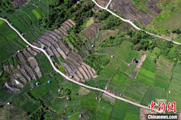 圖為西藏林芝市墨脫縣城附近的茶田。(無人機照片) 李林 攝