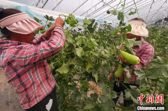 工作人員打理高原溫室大棚?！⒔ㄜ?攝