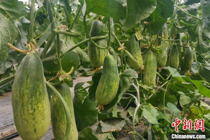 西藏海拔4400多米康馬縣甜瓜、西瓜豐收